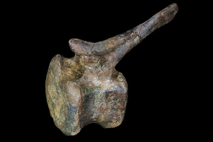 Long Edmontosaurus (Duck-Billed Dinosaur) Vertebra - SD #92848